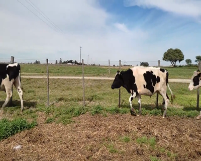 Lote (Vendido)12 Novillos 1 a 2 años 11 HO Y 1 HO XNO 330kg - , Colonia