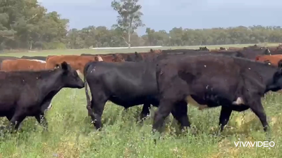 Lote 280 Novillitos