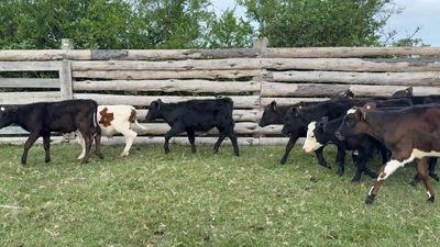 Lote TERNEROS Y TERNERAS