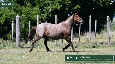 Lote Capicúa