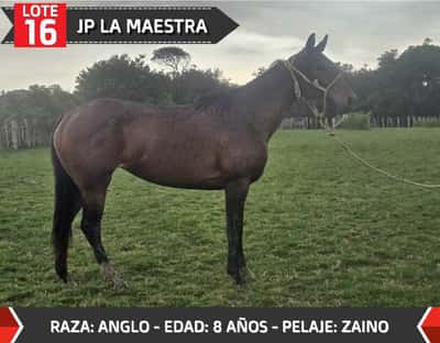 Lote JP LA MAESTRA