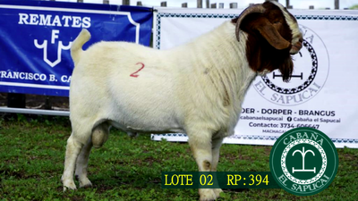 Lote RP 394