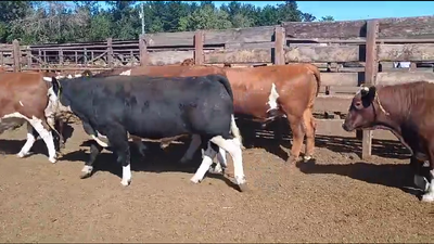 Lote 40 Novillo Gordo en Los Ángeles, VIII Región Biobío