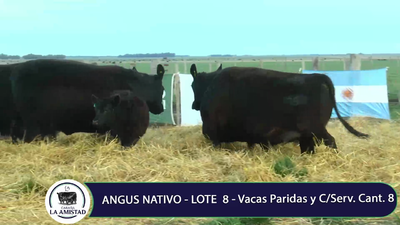 Lote VACAS Y VAQUILLONAS Y VACA PARIDA Y CON SERVICIO