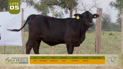 Lote LOTE 5
