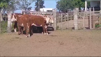 Lote 5 Vaquillonas 1 a 2 años HEREFORD en OMBUES DE LAVALLE