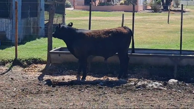 Lote TORO