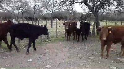 Lote (Vendido)5 Terneros Angus y Limangus 214kg -  en Paraje Juan Gonzalez