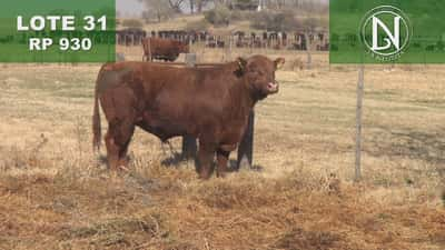 Lote TORO PC ANGUS COLORADO - RP 930