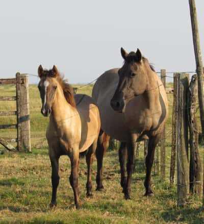 Lote Durmiente Don Miguel