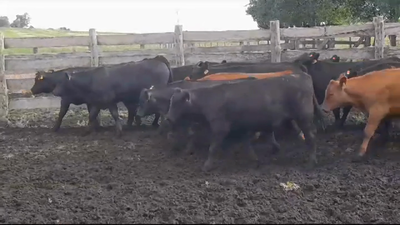 Lote (Vendido)14 Terneros ANGUS 210kg -  en EL CHILENO