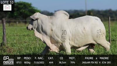 Lote LOTE 53
