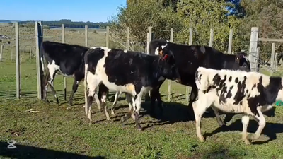 Lote TERNERAS