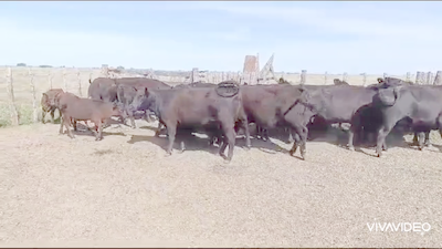 Lote 46 Vacas medio uso C/ cria