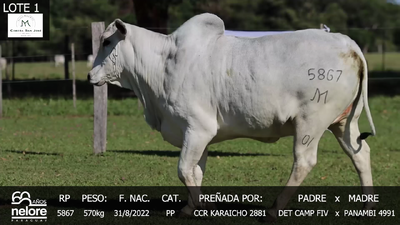 Imagen LOTE 1