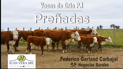 Lote VACAS DE CRIA PREÑADAS PI  - POLLED HEREFORD