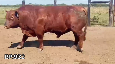 Lote TORO BRANGUS