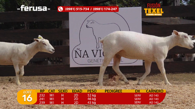 Lote Lote 16