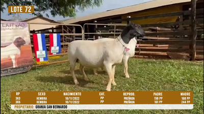 Lote LOTE 72- DESTACADO