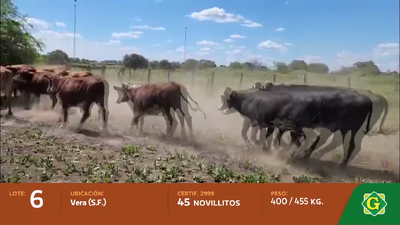 Lote Novillitos en Vera (Santa Fe)