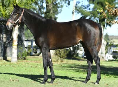 Lote MALAGUEÑA