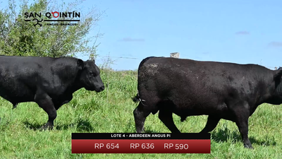 Lote LOTE 4 - ABERDEEN ANGUS PI