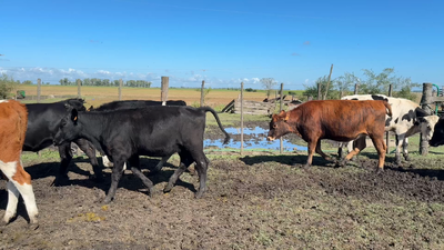 Lote TERNERAS