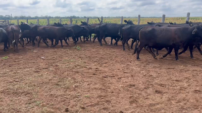 Lote 90 Vacas medio uso C/ gtia de preñez en Juan José Castelli, Chaco