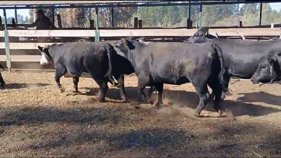 Lote 20 Vaquilla Gorda en Cabrero, VIII Región Biobío