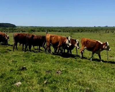 Lote 67 Vacas preñadas en Tacuarembó
