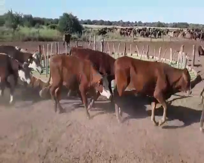 Lote 130 Novillos en Juan José Castelli, Chaco