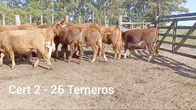 Lote 26 TERNEROS