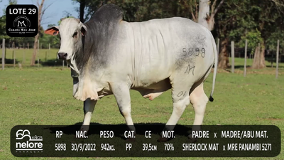 Lote LOTE 29