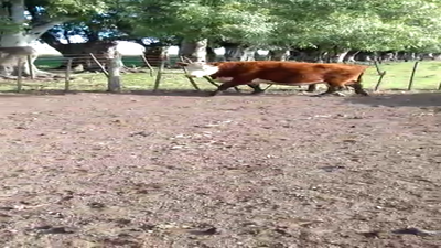 Lote 35 Vacas usadas preñadas en Laprida, Buenos Aires