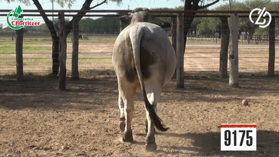 Lote TORO - BRAHMAN