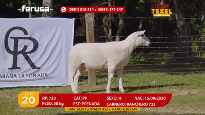 Lote Lote 20