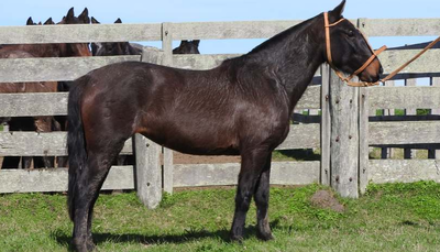 Lote GUARANA VERDES MARES