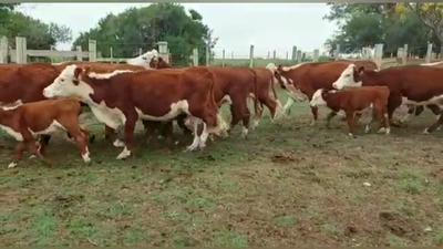 Lote PIEZAS DE CRIA