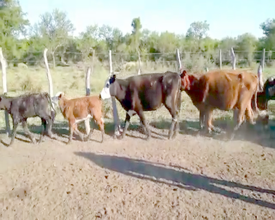 Lote 28 Vacas nuevas C/ cria en Federal, Entre Ríos