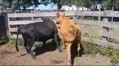 Lote (Vendido)2 Vacas de Invernada 450kg -  en NUEVA PALMIRA