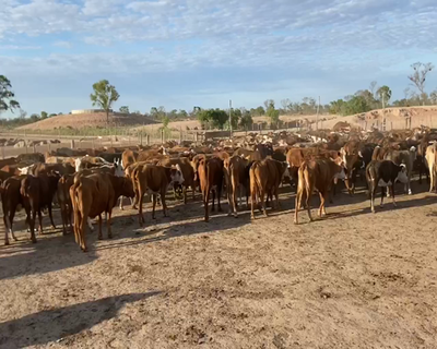 Lote 250 Vacas de invernar en Bandera, Santiago del Estero