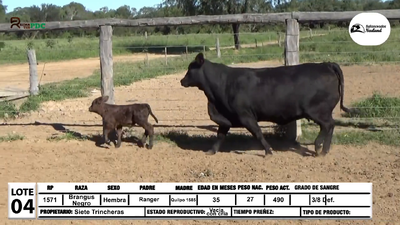 Lote Vacas c/cria  Brangus negro, Loma Plata