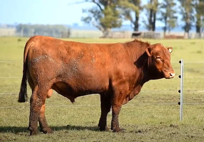 Lote 3 Toros PPI 2 años
