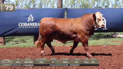 Lote LOTE 79 EN VIVO
