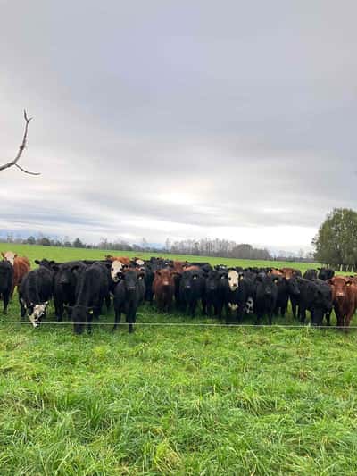 Lote 55 Vaquilla Engorda en Puyehue, X Región Los Lagos