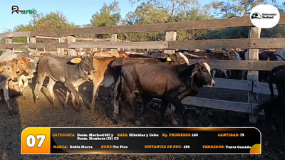 Lote Desm. Machos(40) y Desm. Hembras (35) C5