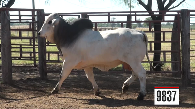 Lote Brahman