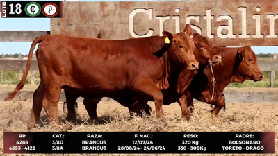 Lote LOTE 18