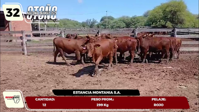 Lote LOTE 32