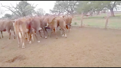 Lote 42 Vacas preñadas Brafod en San Justo, Santa Fe